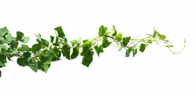 ivy-plant-isolate-white_34152-1664